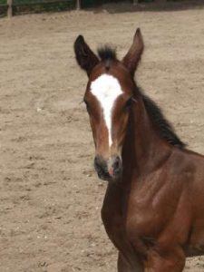 paarden